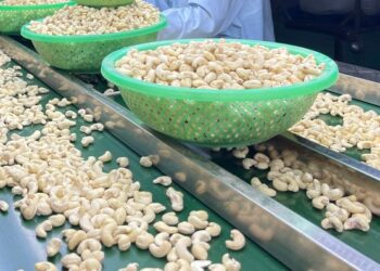 Điều thô tăng giá 50%, doanh nghiệp điều đau đầu vì bị xù hợp đồng- Ảnh 1.