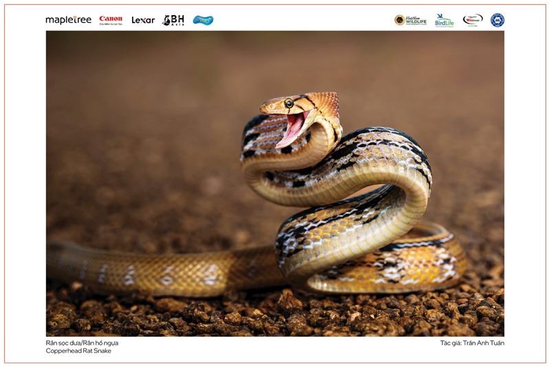 Trao giải cuộc thi ảnh thiên nhiên hoang dã Việt Nam 2025