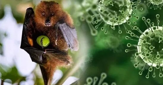 Chợ Hoa Xuân “Trên Bến dưới Thuyền” Tết Bính Ngọ – Năm 2026 bắt đầu đón khách