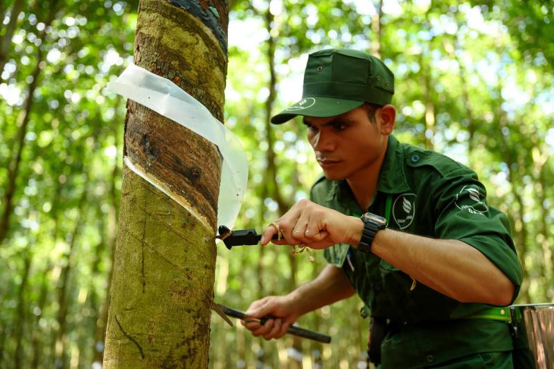 Cao su Việt hưởng lợi khi giá xuất khẩu tăng cao, nguồn cung toàn cầu thu hẹp